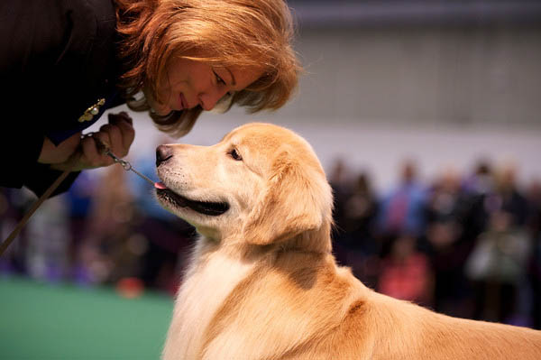 Golden Retriever Breeders Maryland, Golden Retriever Puppies Maryland, Golden Retriever Stud Dogs Maryland, Charms Golden Retrievers, jenandwyattgarden2013