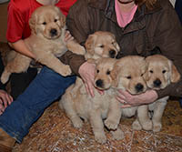 charms golden retriever puppies