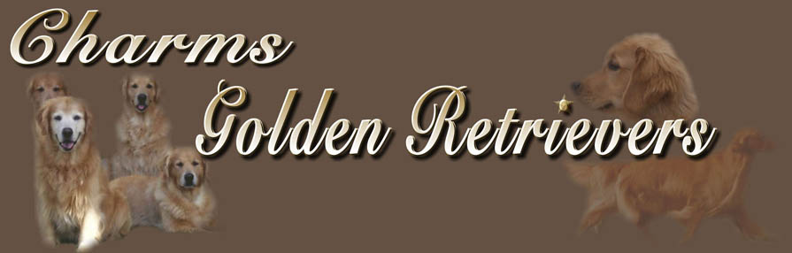 Golden Retriever Breeders Maryland, Golden Retriever Puppies Maryland, Golden Retriever Stud Dogs Maryland, Charms Golden Retrievers Website logo
